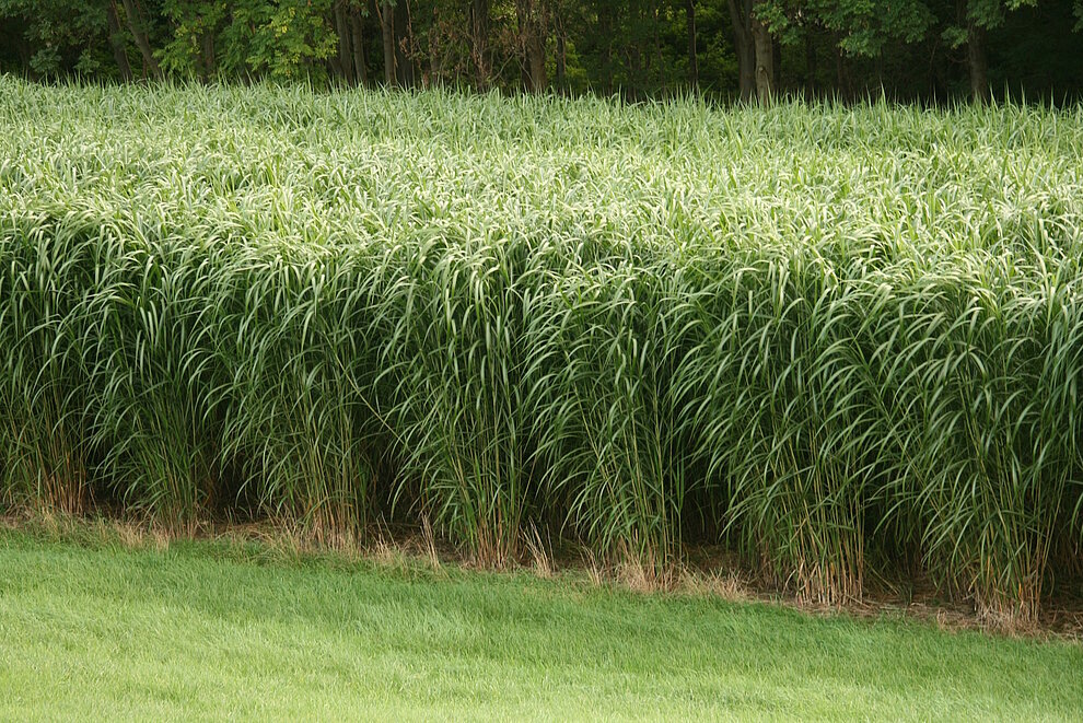 Miscanthus-Feld, davor Rasenfläche