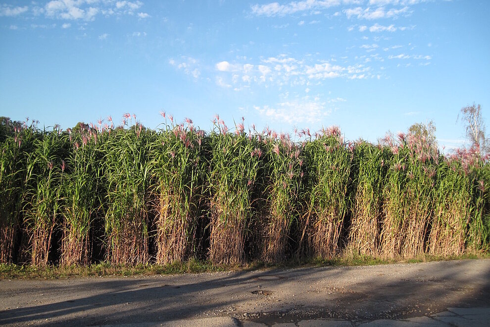 Feld mit Miscanthus, blauer Himmel mit kleinen weien Wolken, im Vordergrund ein Weg